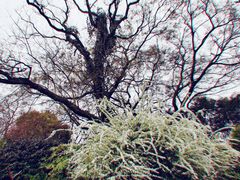 -无锡梅园公园