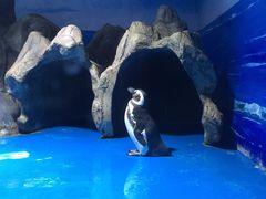 -青岛海底世界-水族馆