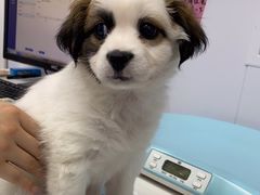 -天使宠物医院·犬猫分诊(彩虹店)