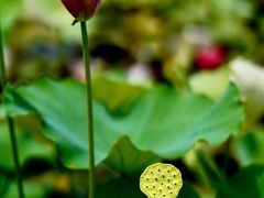 -昆山城市生态森林公园