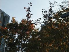 -BOPEYE·波派炸鸡(河西中央商场店)