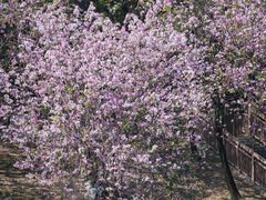 -广东花都湖国家湿地公园