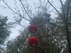 -上海佘山国家森林公园西佘山园