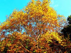 -上海共青森林公园