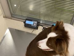 -骐奇宠物诊疗中心(南亭公路店)