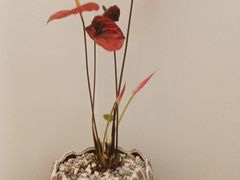 -八马茶业(胜利路旗舰店星海湾茶馆)