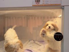 -翊宠yipet猫狗购宠庄园犬舍•猫舍