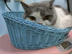 -纳吉亚猫专科动物医院博雅分院