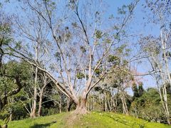 -中国科学院西双版纳热带植物园