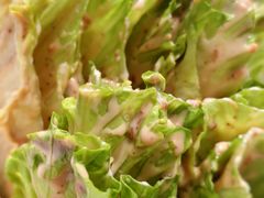 -金翠皇宫粤菜·点心·海鲜(翡翠店)