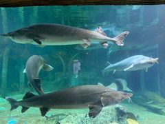 -华夏文旅海洋公园