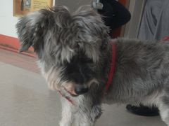 -瑞派福兴宠物医院犬猫全科·骨科·中西医结合(河东店)