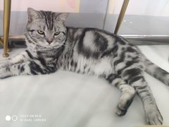 -糯米喵星人·撸猫猫舍咖啡馆(西市场嘉华店)