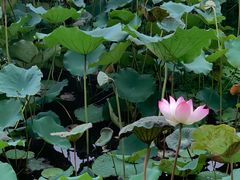 -荔湾湖公园