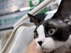 -瑞派动物医院·猫专科·至诚(江南中分院)