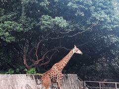 -深圳野生动物园