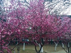 -桃花堤公园