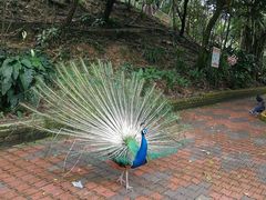 -吉隆坡雀鸟公园