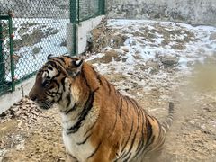 -栾川竹海野生动物园