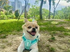 -谐和益家动物医院·免疫绝育·血液透析·宠保定点医院(高新伊藤分院)