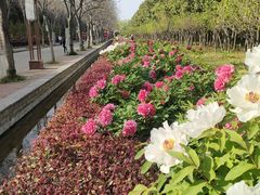 -洛阳市隋唐城遗址植物园