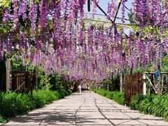 -呀路古热带植物园