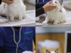-瑞派长江宠物医院·猫科·外科·24小时夜护(谊城公寓分院)