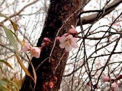 -桃花堤公园