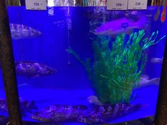 -开海·红岛海鲜虾水饺(石老人店)