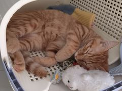 -pd派德宠物中心医院24H急重症·眼科中心·血液透析中心(嵩山北路店)