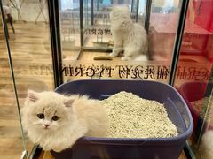 -袖虎·猫馆(体育西路店)