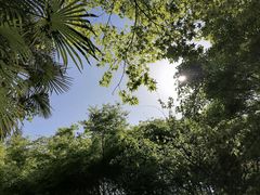 -上海共青森林公园