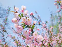 -莫愁湖公园