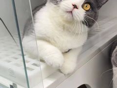 -lincat·猫舍(广州店)