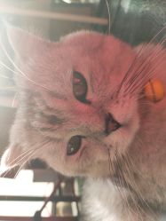 -众刺纹画·纹身·穿孔饰品·海娜定制