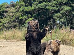 -沈阳森林动物园