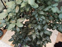 -大树餐厅(红旗街万达店)