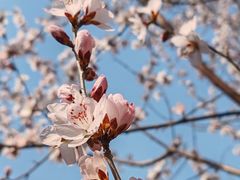 -桃花堤公园
