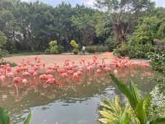 -广州长隆飞鸟乐园