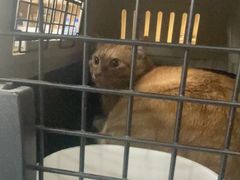 -佑安动物医院·全科·内窥镜中心(幸福巷店)