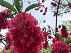 -桃花堤公园