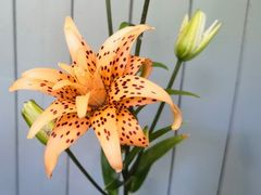 -花到家(富贵鸟花艺行)