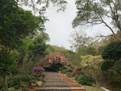 -椰风寨