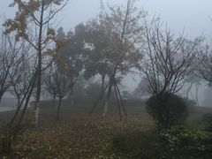 -两河城市森林公园