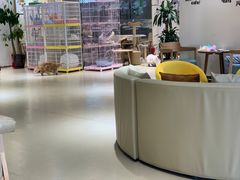 大堂-藏猫猫咖啡主题馆(中央大道店)