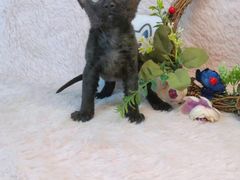 -十年猫舍·猫咪专门店(普陀店)