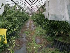 -前小桔亲子创意农场·草莓采摘·露营烧烤