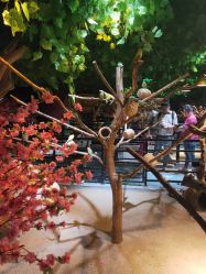 点击看大图 -酷嗒动物文化乐园(cutezoo西溪乐天城店)