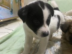 -艾贝尔宠物诊疗