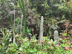 -呀路古热带植物园